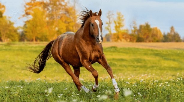 Beautiful:34irdgtcp4s= Horse