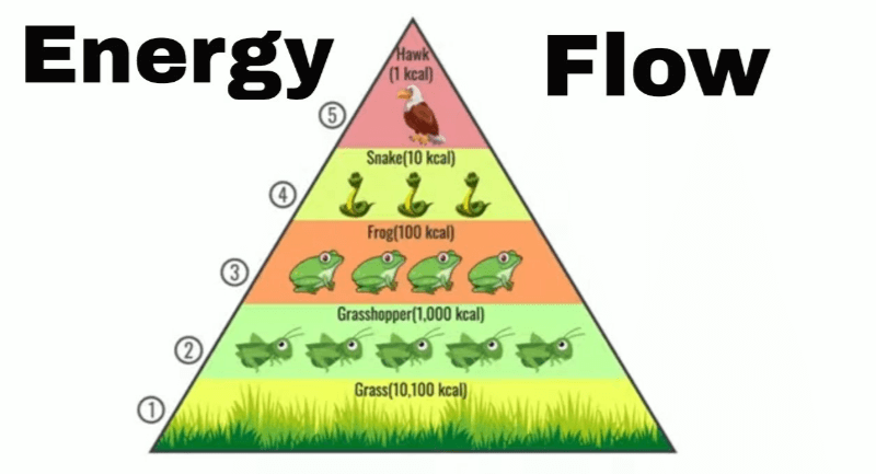 Learning Through Art: Energy Flow Through an Ecosystem