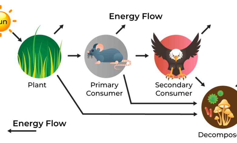 Learning Through Art: Energy Flow Through an Ecosystem