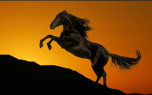 Animated:-Zzctbarhim= Horse Gif