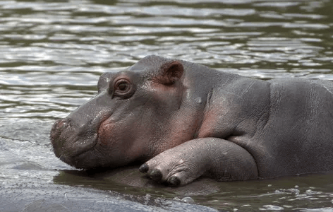 Baby:_Tsh60p5rp8= Hippo