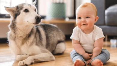 Baby:0ewyxiijfoa= Dogs