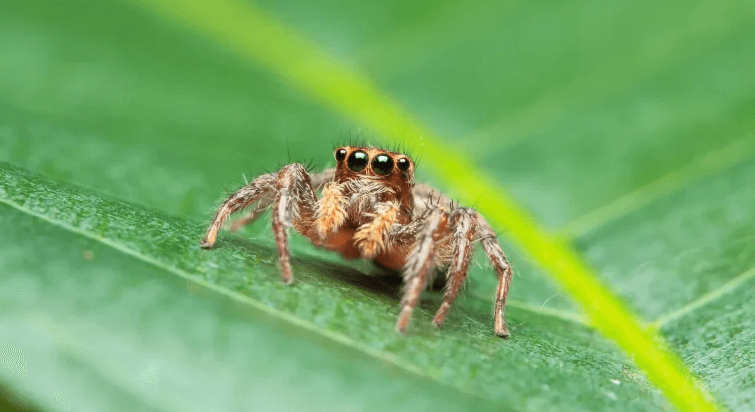 Baby:0n1-X_9kr9k= Jumping Spider