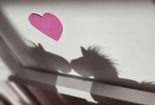 magic and wonder profile
