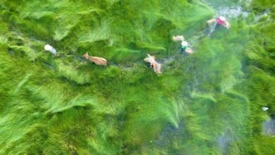 business analysis and insights